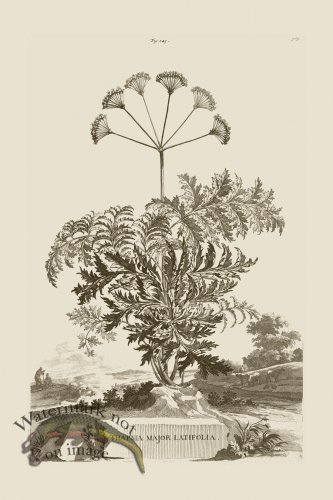 (image for) Abraham Munting 243