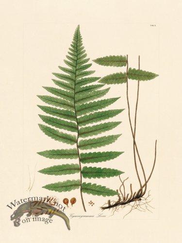 (image for) Hooker Fern 10