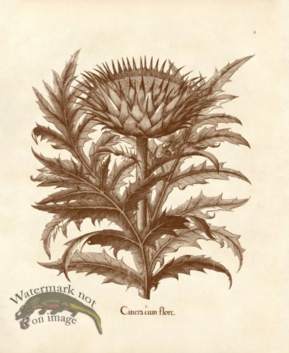 (image for) Besler 08 Cineracum