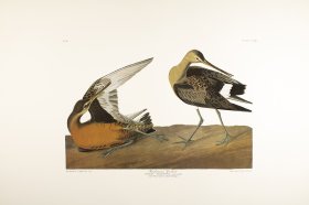 Hudsonian Godwit