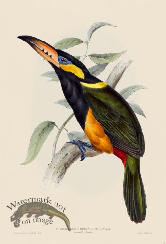 (image for) Reinwardt\'s Aracari