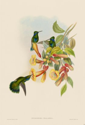 Gould Hummingbird 227