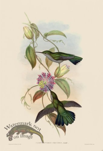 (image for) Gould Hummingbird 049