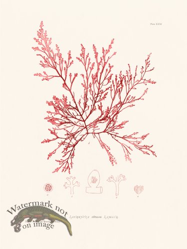 (image for) Bradbury Seaweed 031