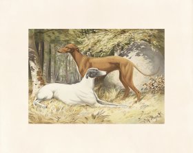 Pope Dog 20 Greyhounds