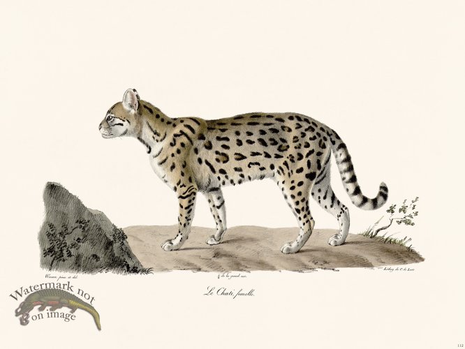 (image for) Cuvier 112 The Female Ocelot