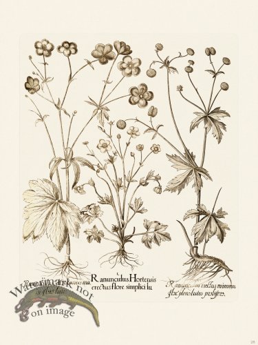 (image for) Besler 028 B1