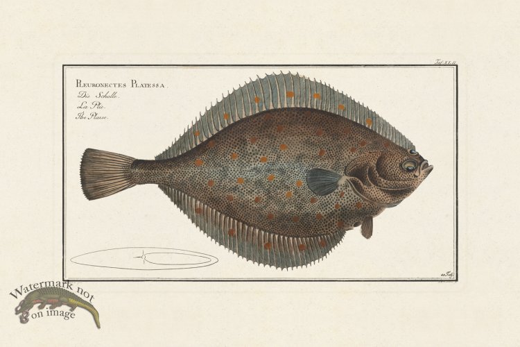 (image for) BLOCH FISH 042