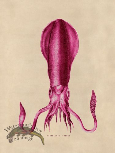 (image for) Octopus Pink 27