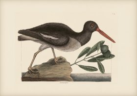 085 Oystercatcher