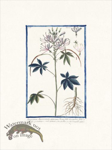 (image for) Bonelli 347 Mustard