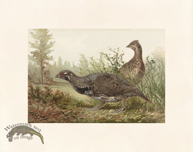 Pope 11 Canada Grouse