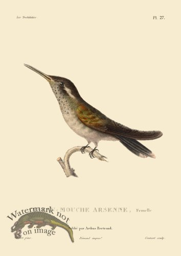 (image for) Humming Bird 27