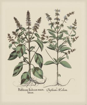 Besler 234 Colored B2