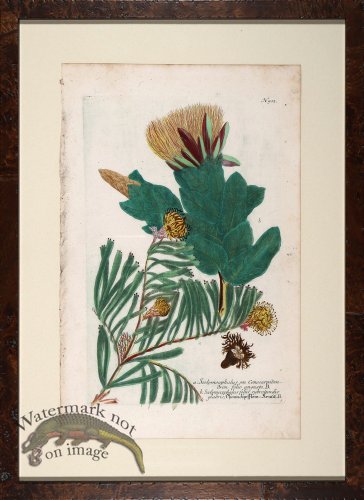 (image for) Weinmann Floated Burl 726 08