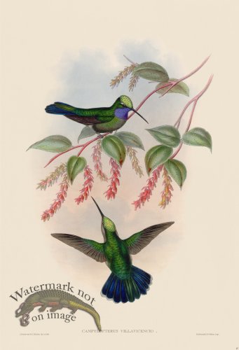 (image for) Gould Hummingbird 047