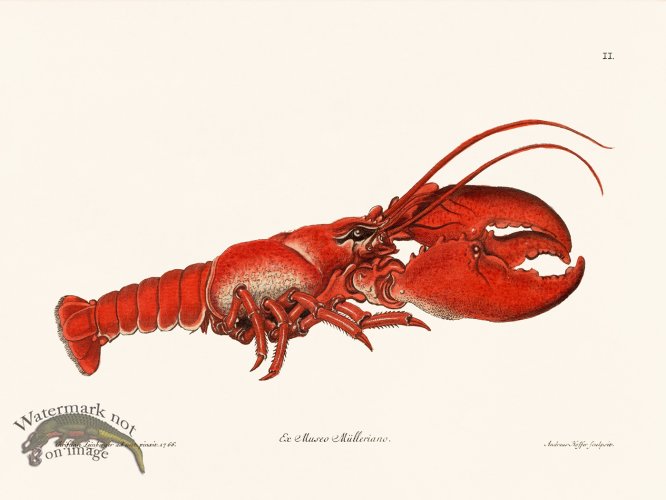 (image for) Knorr Sealife 02