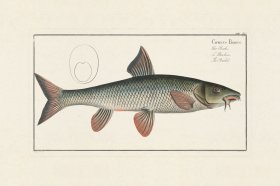 (image for) Bloch Fish 018