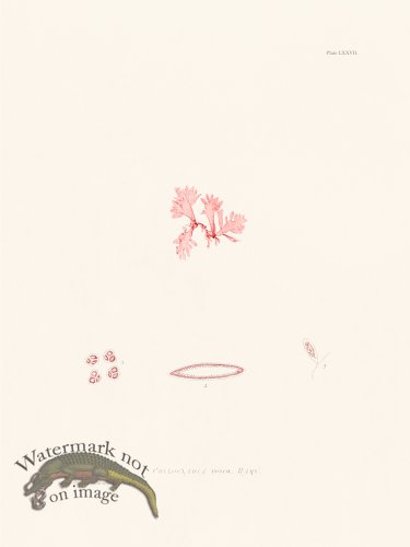 (image for) Bradbury Seaweed 077