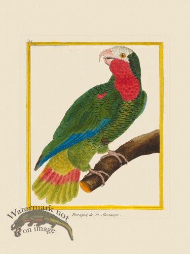 (image for) Martinet Bird 549