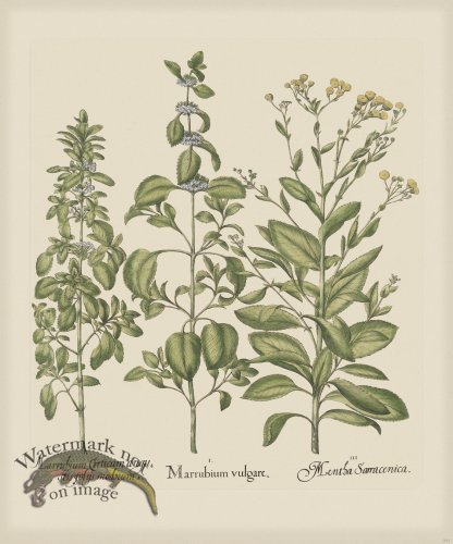 (image for) Besler 231 Colored B2