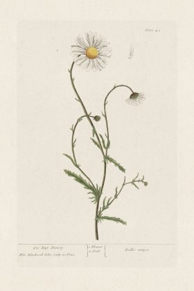 BEE 042 Ox-Eye Daisy