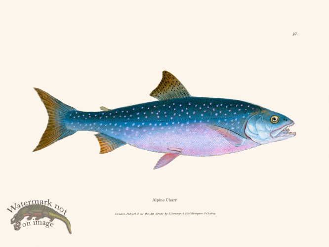 (image for) 097 Alpine Charr