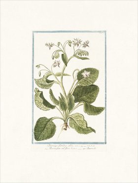 Bonelli 121 Borrache