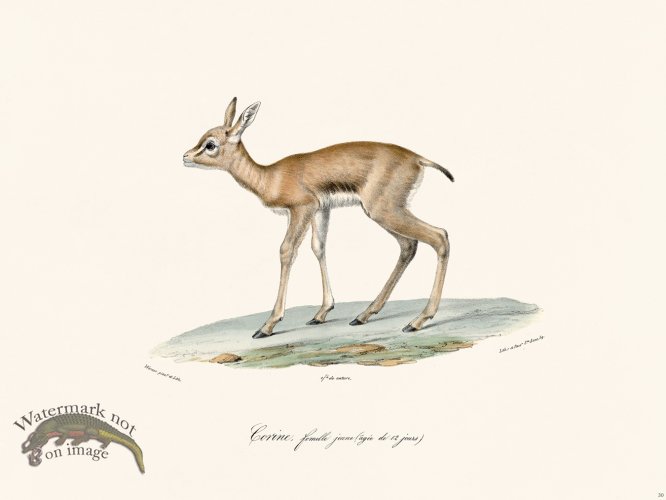 (image for) Cuvier 030 Doe Young Female