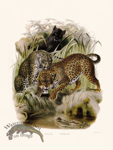 (image for) Elliot Cat 07 Leopard