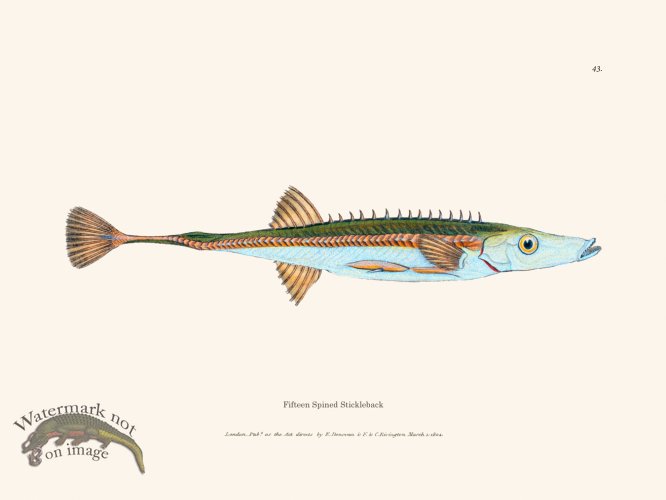 (image for) 043 Fifteen Spined Stickleback