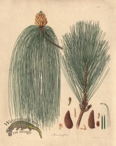 (image for) Lambert Pine 21