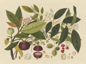Andalas Botanicals 02