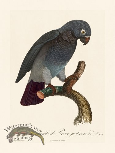 (image for) Barraband Parrot 102