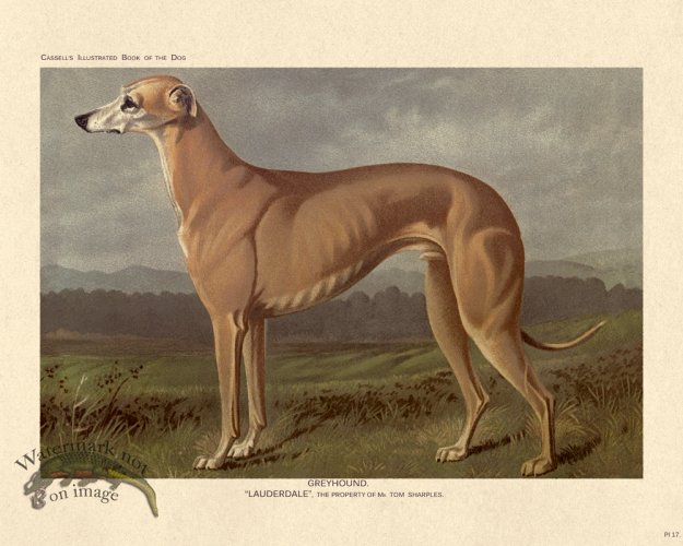 (image for) Cassell Dog 17