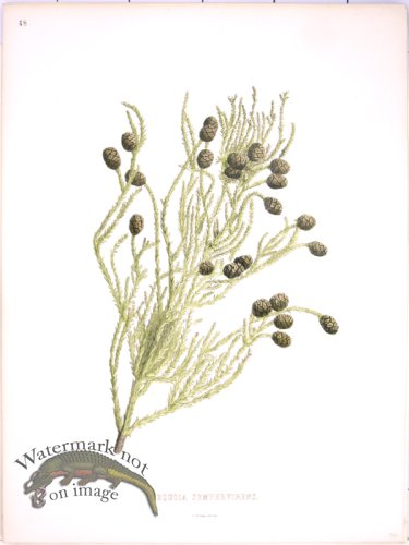 (image for) Lawson Pine Cone 17