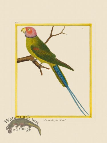 (image for) Martinet Bird 888