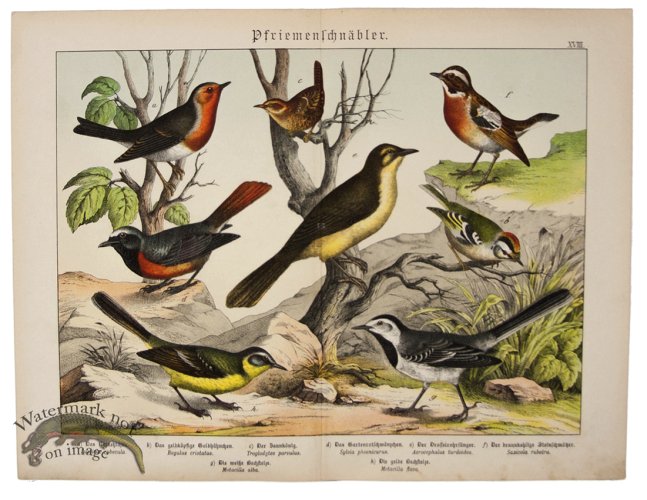 (image for) Reed Warbler