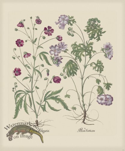 (image for) Besler 218 Colored B2