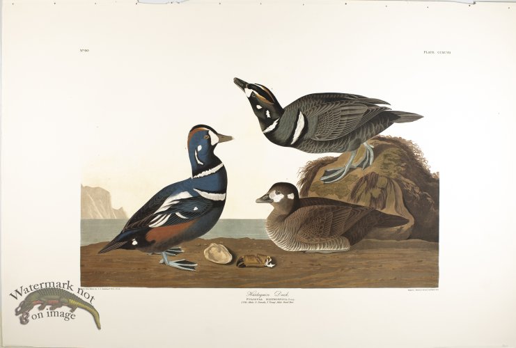 (image for) Harlequin Duck