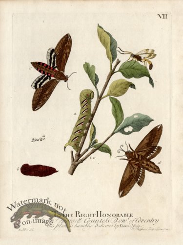 (image for) Albin Plate 7