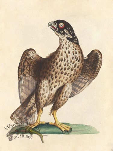 (image for) Sparrowhawk - Tribute Bd 74 M