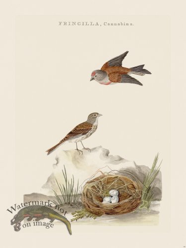 (image for) Nozeman Bird 198