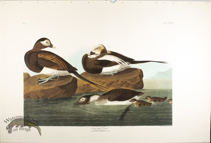 (image for) Land-Tailed Duck