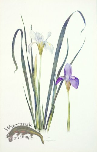 (image for) Dykes Iris 02