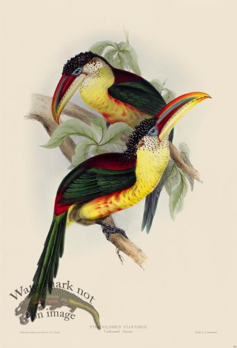 (image for) Curl-crested Aracari