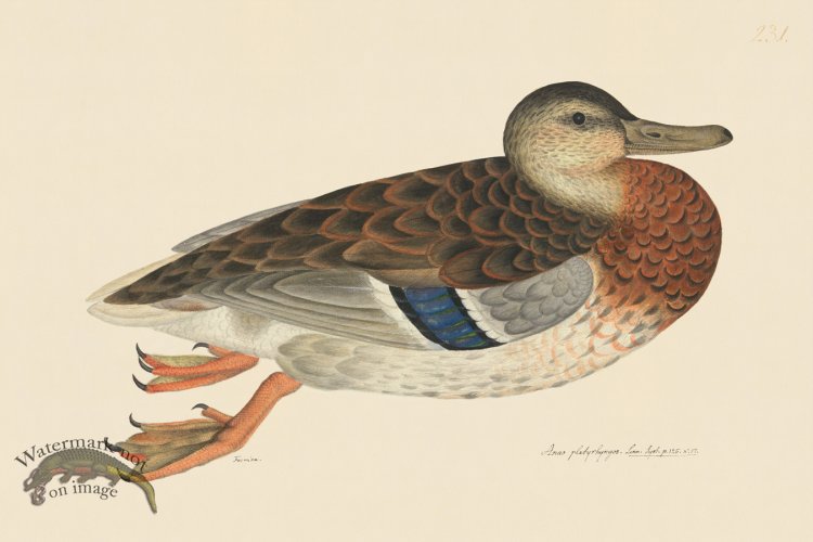 (image for) Rudbeck CFA 231 Mallard