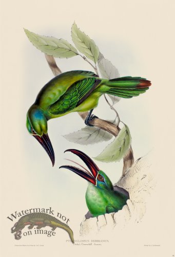 (image for) Derby\'s Groove-bill Aracari