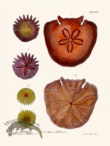 (image for) Knorr Sealife 38