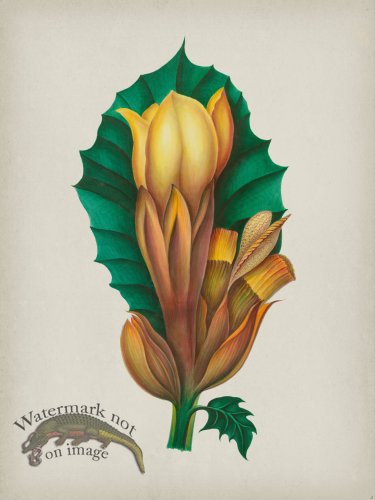 (image for) Andean Botanicals 002